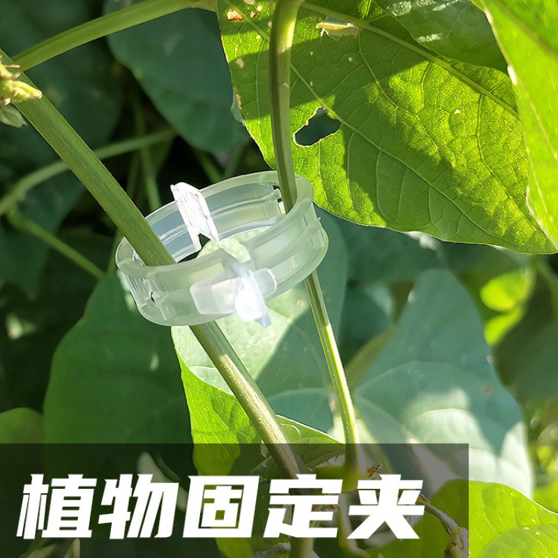 绿植果树植物固定夹卡扣藤蔓固定器秧苗爬藤支撑杆果蔬秧苗吊秧夹