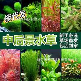 水草蜈蚣草绿大九冠小九冠宫廷红宫廷绿菊后景水草批发草缸造景