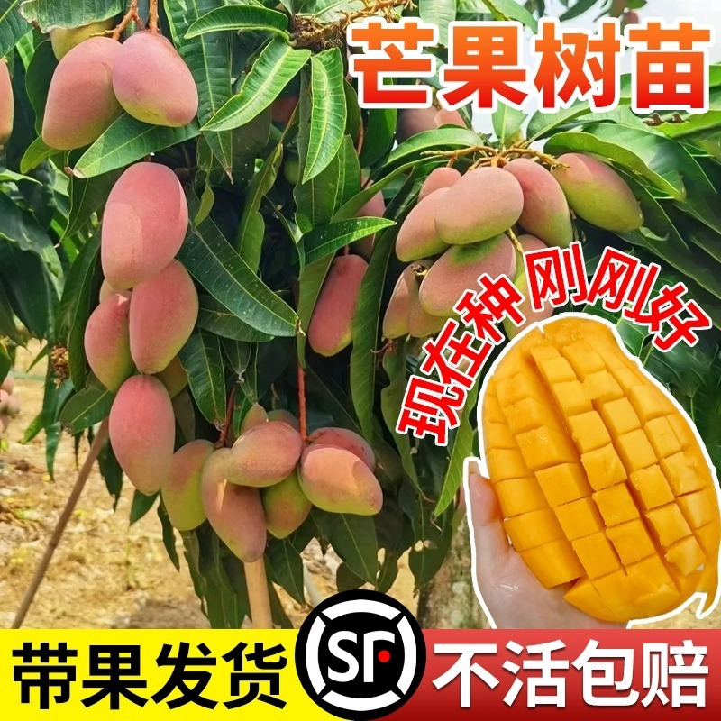 芒果树嫁接金煌芒四季芒果树当年结果红贵妃室外庭院阳台盆栽好养