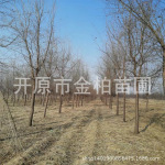 白榆树4-15公分 丛生造园白榆树规格全 绿篱播种小苗