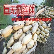 ޟoɏźNӸ߮aɏźNӷ۴ɏźN~Ӹ_2Ϝ\ˮ