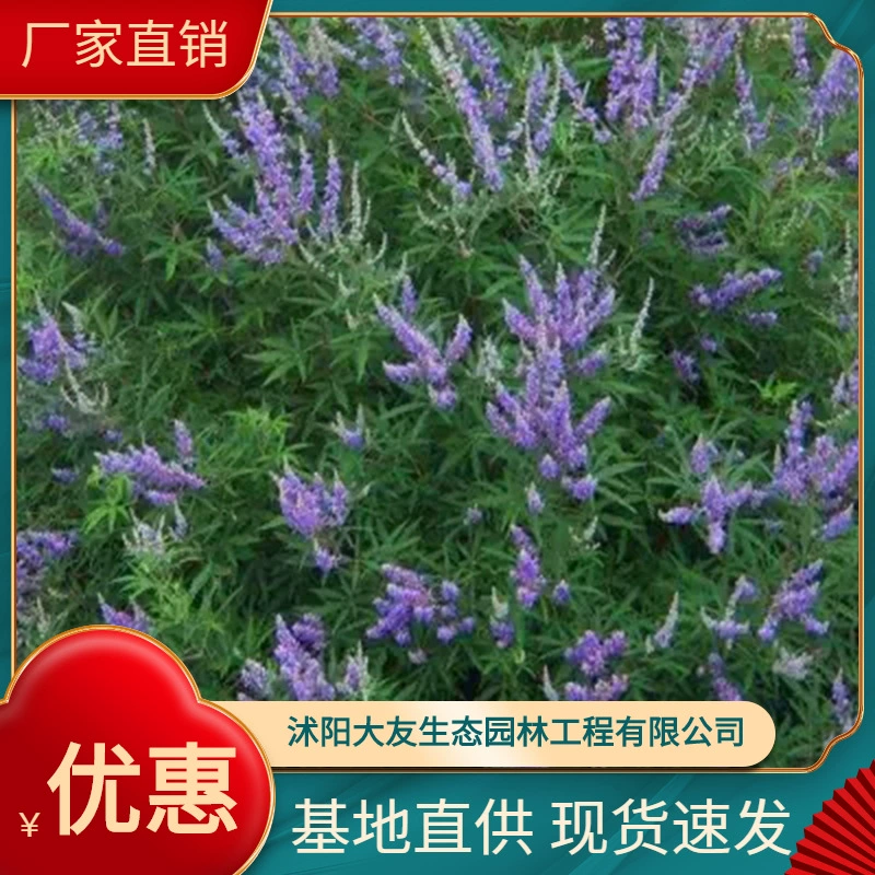 База пиона Suanhua оптом доморощенное разнообразие полное живописное ландшафтное проектирование Зеленые саженцы