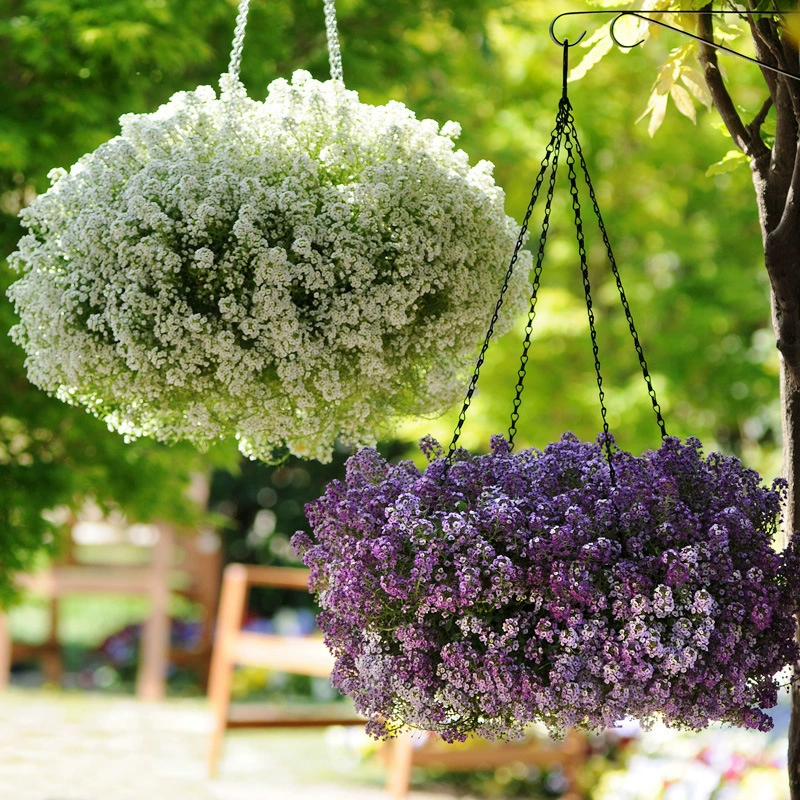 Семена снежного шара — многолетние четырехсезонные семена, устойчивые к холоду и засухе, семена цветов для покрытия почвы в горшках на балконе в помещении и на открытом воздухе.