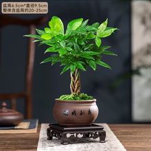 五福辫子发财树室内客厅艺术办公桌常青耐旱招财树绿植花卉盆栽