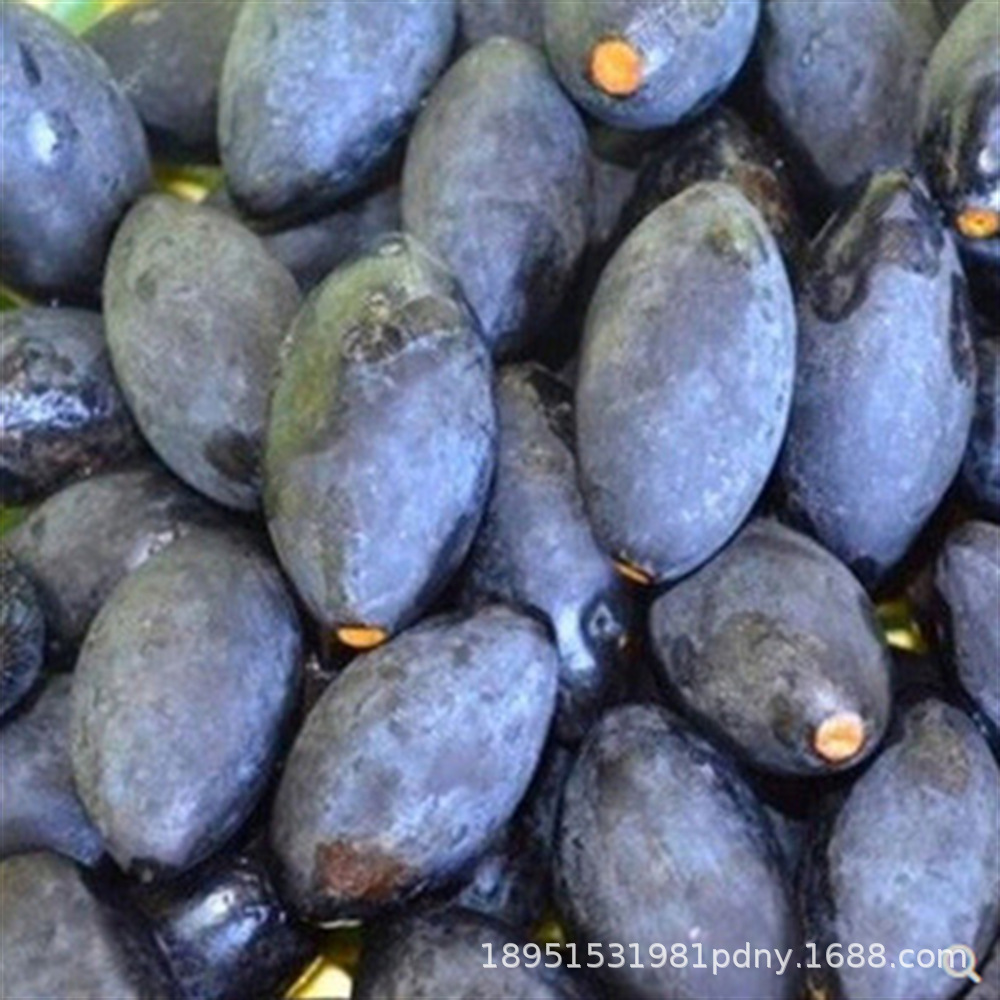 甜橄榄果树苗青橄榄嫁接苗纯甜回甘当年结果南方庭院盆栽地栽种植