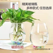 透明玻璃瓶水培植物绿萝花瓶办公室居家水养鱼缸器皿送水培篮代发