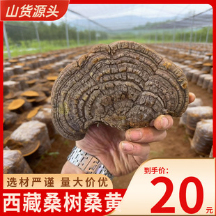 ����ɣ��ɣ�S�����S���N�`֥���΅^�S�׾�500g��؛���l��Ʒ�N�|��