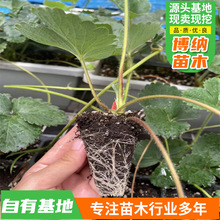 基地批发草莓苗 现挖现卖组培机制草莓穴盘苗整盘草莓苗