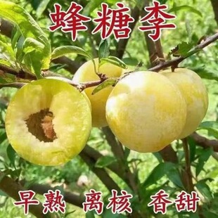 �������Ә���޽���ľ�ش�����Ĵ��������Ϸ���ľ��Ʒ�N����