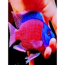 �{��ؔ���~�����^�p�~��ˮ�~���������~Ѫ�G�t�{�����~��t�����~