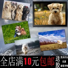 包邮哈瓦那小犬宠物海报装饰画牛皮纸相框相片纸有框画挂相框墙画