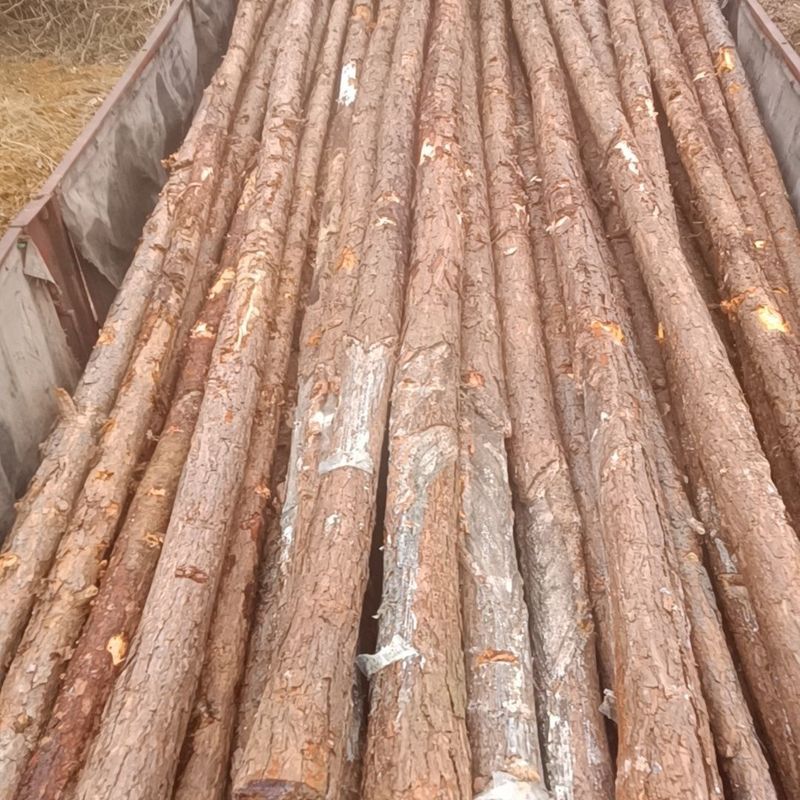 安徽淮南杉木桩松木桩河道专用打桩木原木4米6米各种规格防汛木桩