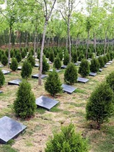 Mausoleum Pine Cone Cypress Qingming Pine Saplings Tomb-Sweeping Saplings Flat Cypress Cypress Tree Chinese Cypress Pagoda Pine Pine Cypress Tree