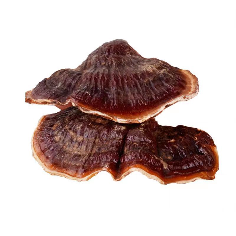 Changbai Mountain Reishi Young Buds Ling Zhi 500g Dried Slices for Soup and Hot Pot in use