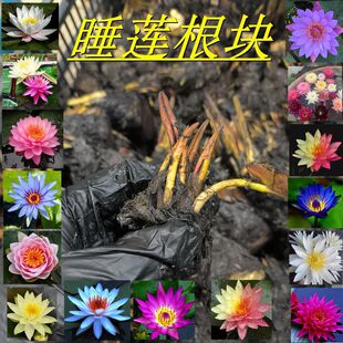 ˯ɏˮ��ֲ���ļ�ˮ�Bˮɏ�����ͺ���˯ɏ���K�ɻ�˯ɏ�������l؛