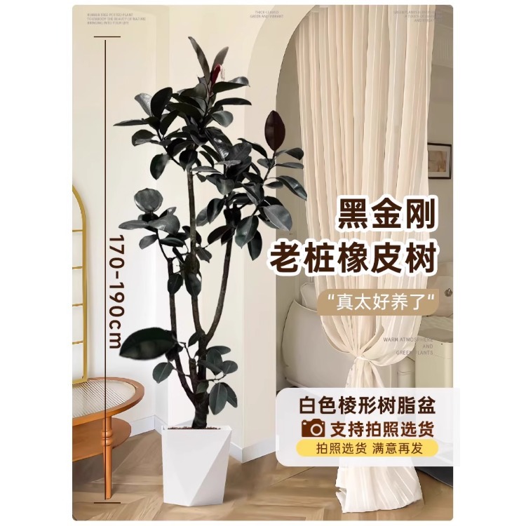 [선택된 떠다니는 가지] 오래된 고무나무 - 1.6 - 1.9m - 흰색 골지 수지 화분 - 무료 트레이