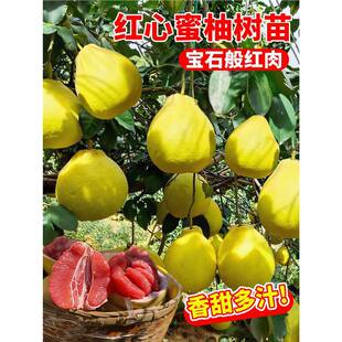 ���Ә���t������ɳ��޽������t�����ش��������ϱ���ͥԺ�Nֲ