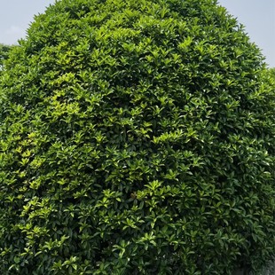 �����𻨘� ������ľ���� �𻨘���ľ����ֱ�N