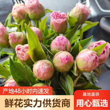 重瓣芍药鲜花批发牡丹鲜花批发云南鲜花基地直批鲜切花婚庆摆摊