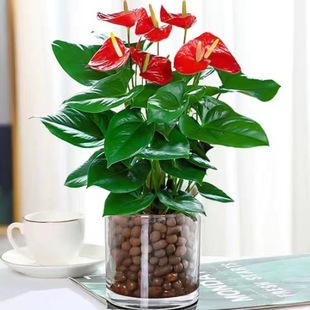 Delivered with Flowers, Anthurium Pink Palm, White Palm Flower, Indoor Hydroponic Soil Culture Potted Plant, Four-Season Flowering Flower Plant, Green Plant