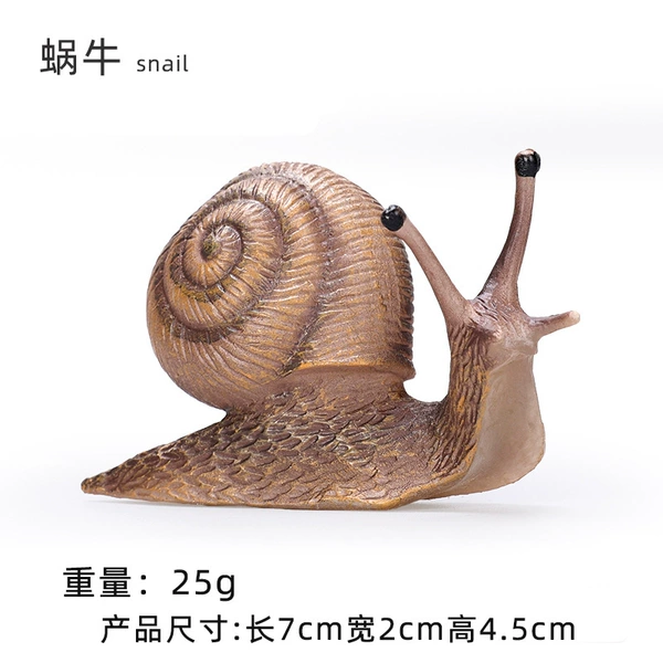 Snail medium size