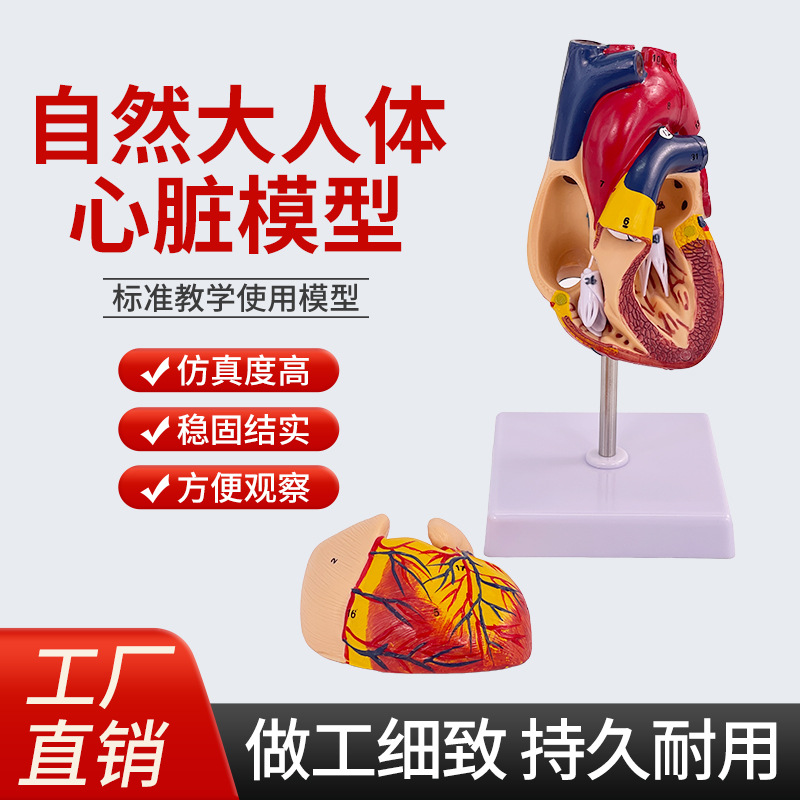 1:1��������ģ�� B���ʳ��� ѭ��ϵͳ���ڿ�������ʽ�ѧģ��ҽѧ