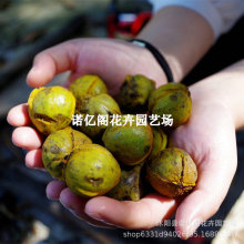 嫁接核桃树苗果树苗南方北方种植山核桃8518盆栽地栽薄壳纸皮核桃