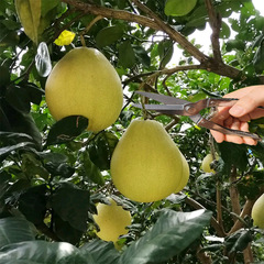 Factory direct sales wholesale stainless steel multifunctional Luoding scissors garden fruit picking spring pruning scissors