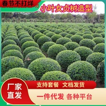 小叶女贞树苗球形造型树别墅庭院绿篱绿化工程苗四季常青冬青盆景