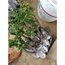 �Ĵ��������辰ĸ��ɒ�������;Gֲ�����ļ�����Y��