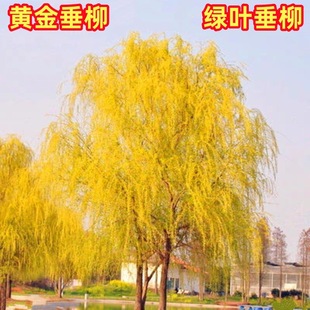 ������ľ�ͺ��͟��z����С��ͥԺ��·ֱ���G���е���ֲ��