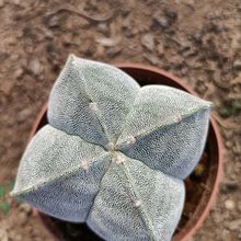 ������������yɳ�����[�P���҃���X������ȩ��ݗ��Gֲ