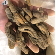 ��̖���х� �o��ߝq�l���|�ʺ��^����ӡ����х�110�^�������l