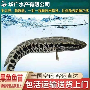 ��Ʒ�|���l���~���~���~���s�����~�~����w��ˮ�Bֳ�����