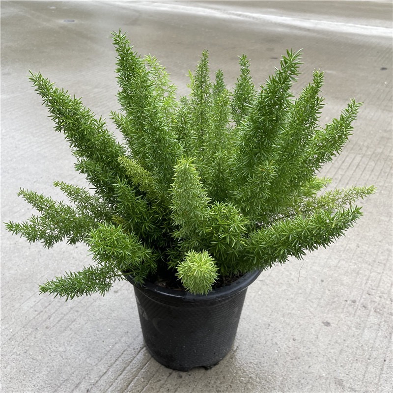 狐尾天门冬盆栽植物庭院花园阳台绿植四季常青耐热花卉九尾狐易养