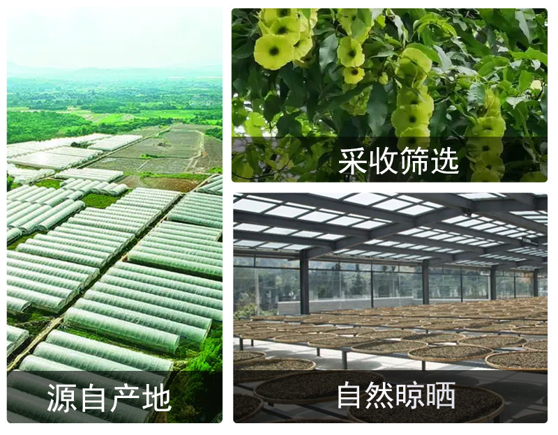 Qing Qian Liu Leaves (Cyclocarya paliurus) — Dried Zhangjiajie Food-Herb Tea Leaves, 500g Bulk in use