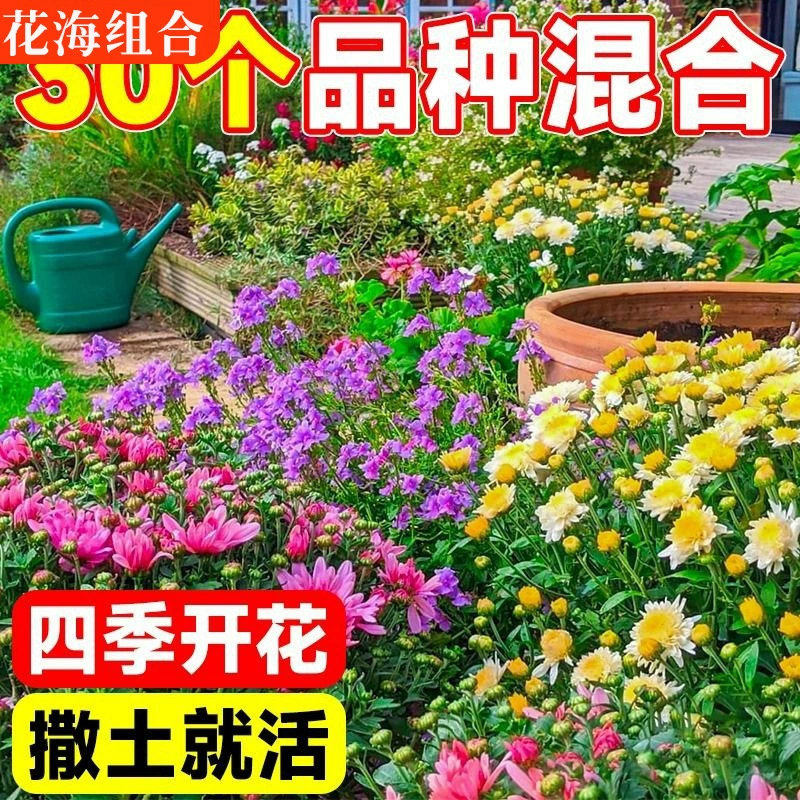 Комбинированные семена полевых цветов цветут в любое время года, морозостойкие семена цветов, космос, Гесангхуа, семена цветов для двора, легко живущие на открытом воздухе.
