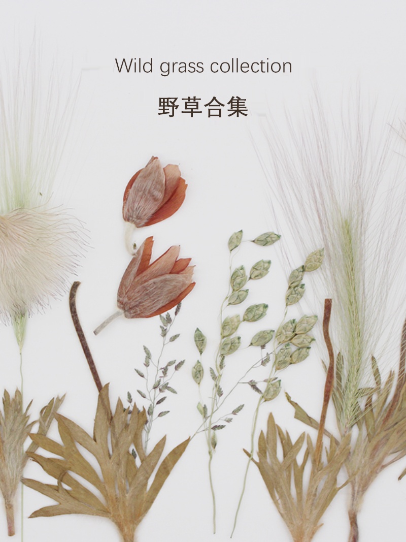 野草干花干草植物压花押花花草标本书签相框贴画火漆请柬装饰材料