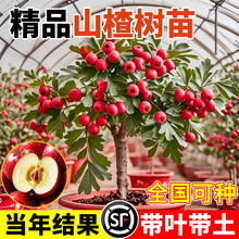 ��ɽ高�����ش�������ԷNֲ�޽��ϱ����ͺ�ͥԺ��������Y��