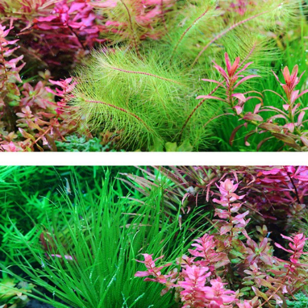 Nitley Master Edition № 1 аквариум с водной грязью