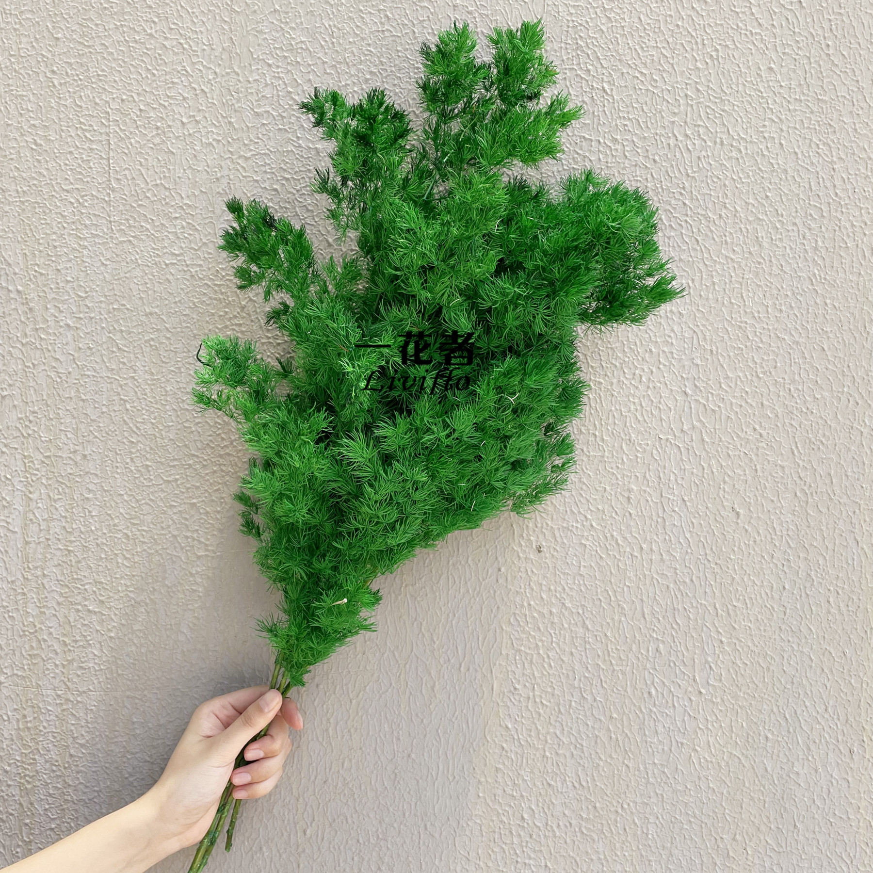 Hijau pinus