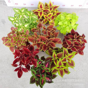 ���~�݃����՚�ϲ��͕�GֲͥԺ�̨���ÿ����B����K�^�~����