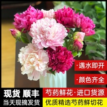 山东芍药鲜花牡丹重瓣花束云南鲜切花玫瑰百合花卉基地直发母亲节