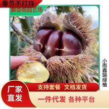 基地供应板栗苗 板栗苗树嫁接栗子口感脆甜产量高 大红袍板栗树