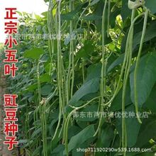 С���~�L���ǷN�������N�Ӳˈ@�׷N�߲˷N���S�aС�~�L���ǷN��