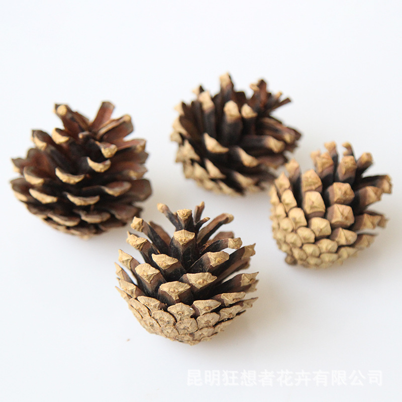 Màu cơ bản của Beauty Pine [5 cái trong một túi]