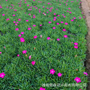 Large Quantity Discount European Dianthus Plug Seedlings Park Community Courtyard Ground Cover Dianthus Outdoor Lawn Vegetation Wholesale