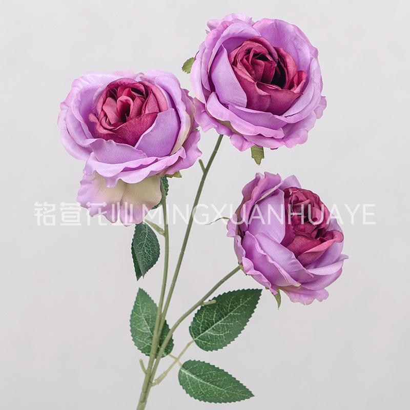 진보라색 - 3두 첩자 장미 08호