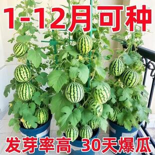 �������ϷN�ӟo�ѷ���С���ϷN�Ӹ߮aˮ���N���̨ͥԺ�ļ����N��