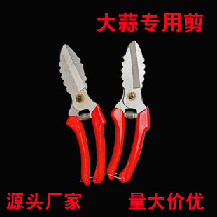 Garlic Scissors Agricultural Garden Shear Garlic Artifact Shear Onion Medicinal Herbs Garlic Tools Garlic Shear